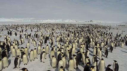 A colony of Emperor penguins (aptenodytes forsteri)on the ice of Davis sea,Eastern Antarctica