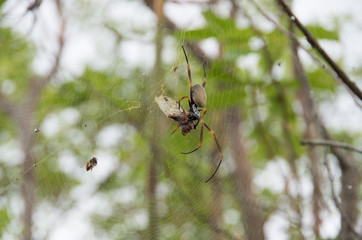 Golden Orb Weaver spider hanging in a web eating a dead cicada