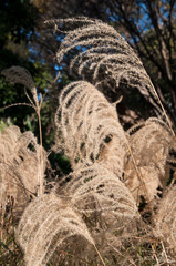 Sydney Australia, fronds of ornamental grass in garden