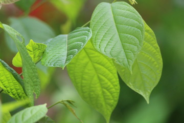 green leaf in garden ,background , wallpaper