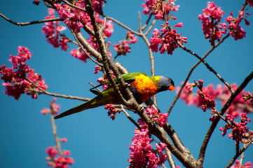 Sydney Australia, rainbow lorikeet feeding in flowering fruit tree with bright pink blossoms against a blue sky