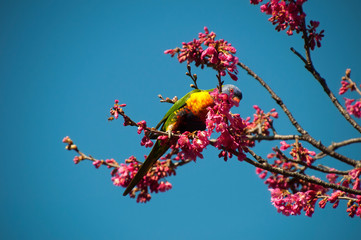 Sydney Australia, rainbow lorikeet feeding in flowering fruit tree with bright pink blossoms against a blue sky