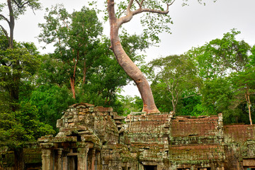 The tree and the roots of Angkor Wat