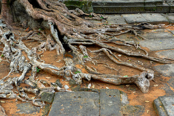 The tree and the roots of Angkor Wat