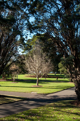 Sydney Australia, winter landscaped park view with a Ginkgo Biloba or Maiden Hair Tree