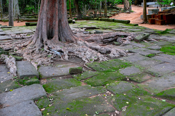 The tree and the roots of Angkor Wat