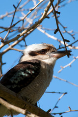 Sydney Australia, Kookaburra perched on bare branch of tree