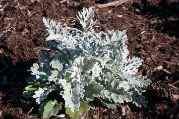 Sydney Australia, velvety leaves of a silver ragwort plant in garden bed