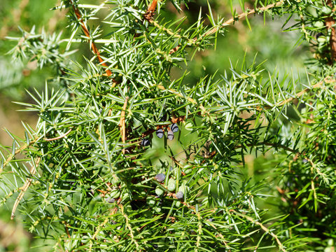 Baies de genévrier ou genièvre bleuâtre et verte, du genévrier commun utilisées comme condiment en cuisine (Juniperus communis)