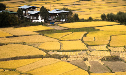 Rice field in Bhutan © Dusadeephan Phajee