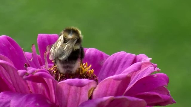 Eine Hummel in Gro&szlig;aufnahme auf der pinken Zinnie