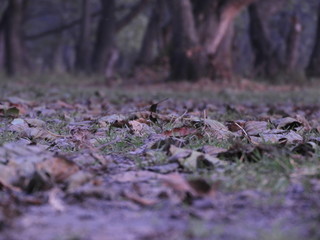 Background of colorful leaves. Autumn Leaves On The Ground