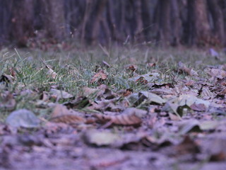 Background of colorful leaves. Autumn Leaves On The Ground