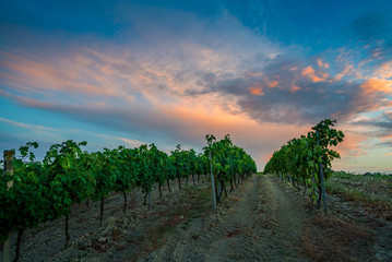 Naklejka premium Colorful sunset in Italian vineyards with blue and orange clouds in background