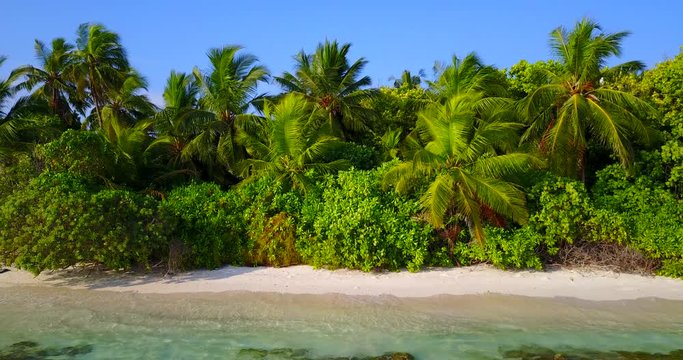exotic trees, palms and other vegetation on troical island.
