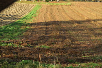 秋の日本国北海道の田舎の畑