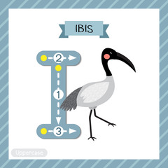 Letter I uppercase tracing. Ibis bird