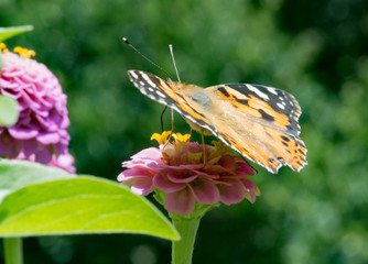 Macro of a painted lady butterfly (vanessa cardui) on a pink zinnia blossom; pesticide free environmental protection concept