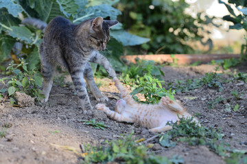small cats playful together on the grass