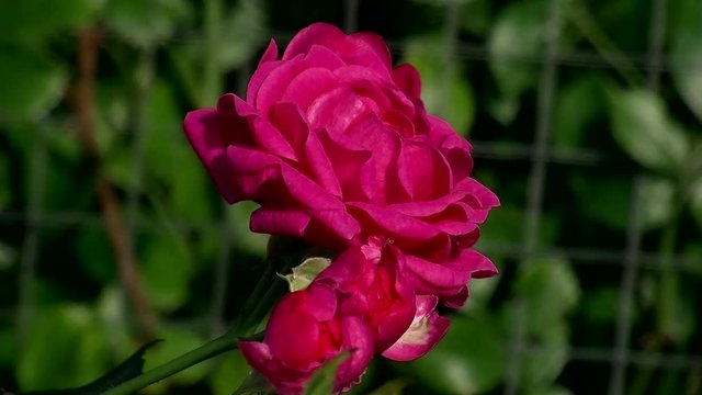 Kleine rosa Rosenblüten bewegen sich im Wind (Nahaufnahem)