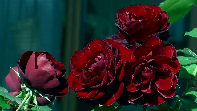 Wie aus Samt muten diese dunkelroten Rosen an (Nahaufnahme)