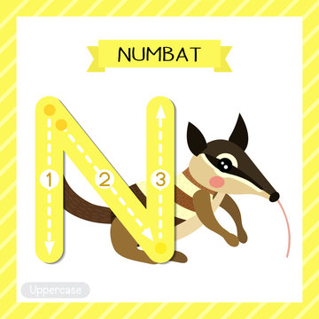 Letter N uppercase tracing. Numbat