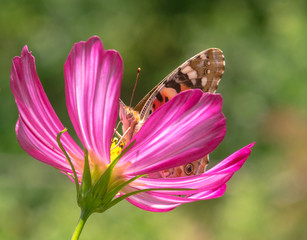 Macro of a paintad lady butterfly (vanessa cardui) on a pink cosmos blossom; pesticide free environmental protection concept