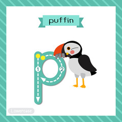 Letter P lowercase tracing. Puffin bird
