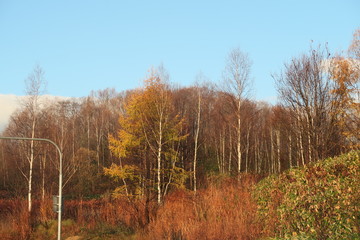 秋の日本国北海道の田舎の畑