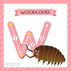 Letter W uppercase tracing. Woodlouse