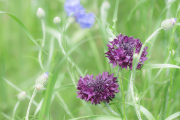 紫のヤグルマギク