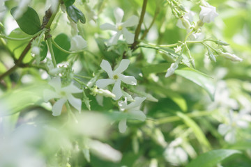 風車のような花