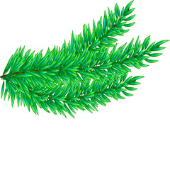 Christmas tree branches set for decoration. Spruce branches of different shapes. Vector illustration