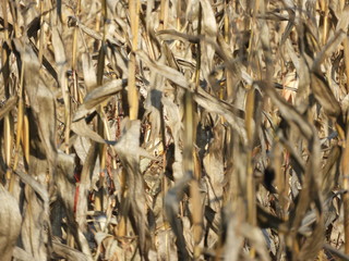 texture of birch bark of tree