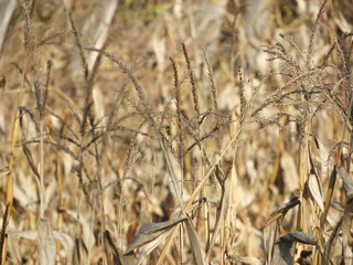 ears of wheat