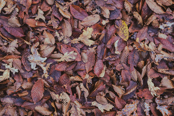 carpet of autumn leaves