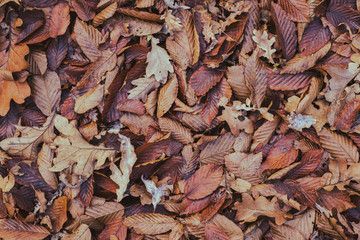 carpet of autumn leaves