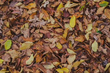 carpet of autumn leaves
