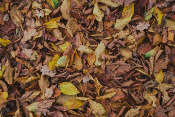 carpet of autumn leaves