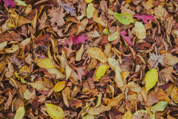 carpet of autumn leaves