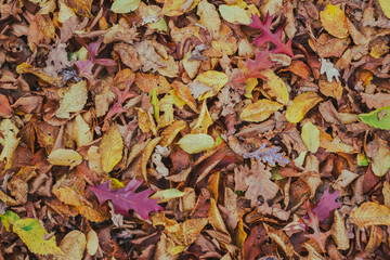 carpet of autumn leaves