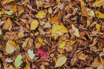 carpet of autumn leaves