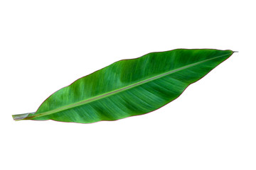 Obraz premium Green leaves isolated on white background.Banana leaves