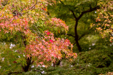 紅葉