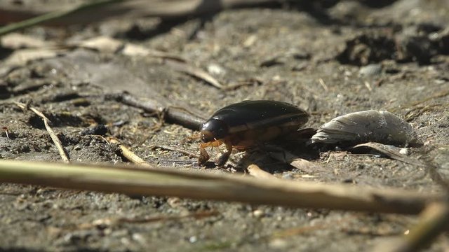 Great diving beetle (Dytiscus marginalis water beetles) dark-coloured quickly runs along the sandy bank of summer river. Macro view insect