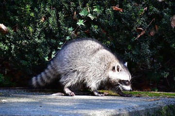 A racoon searching for food in Stanley Park.   Vancouver BC Canada