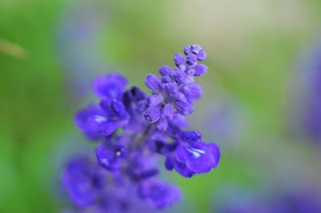 Blue-purple flower with many buds,  selective focusing