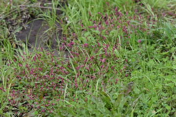 Creeping smartweed is a roadside weed that produces long ears in the fall and densered red-purple flowers.