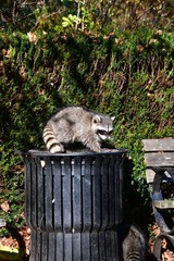 A racoon deftly making its way out of a trash can.   Vancouver BC Canada