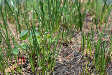 Little grass at stone pot, macro photo
